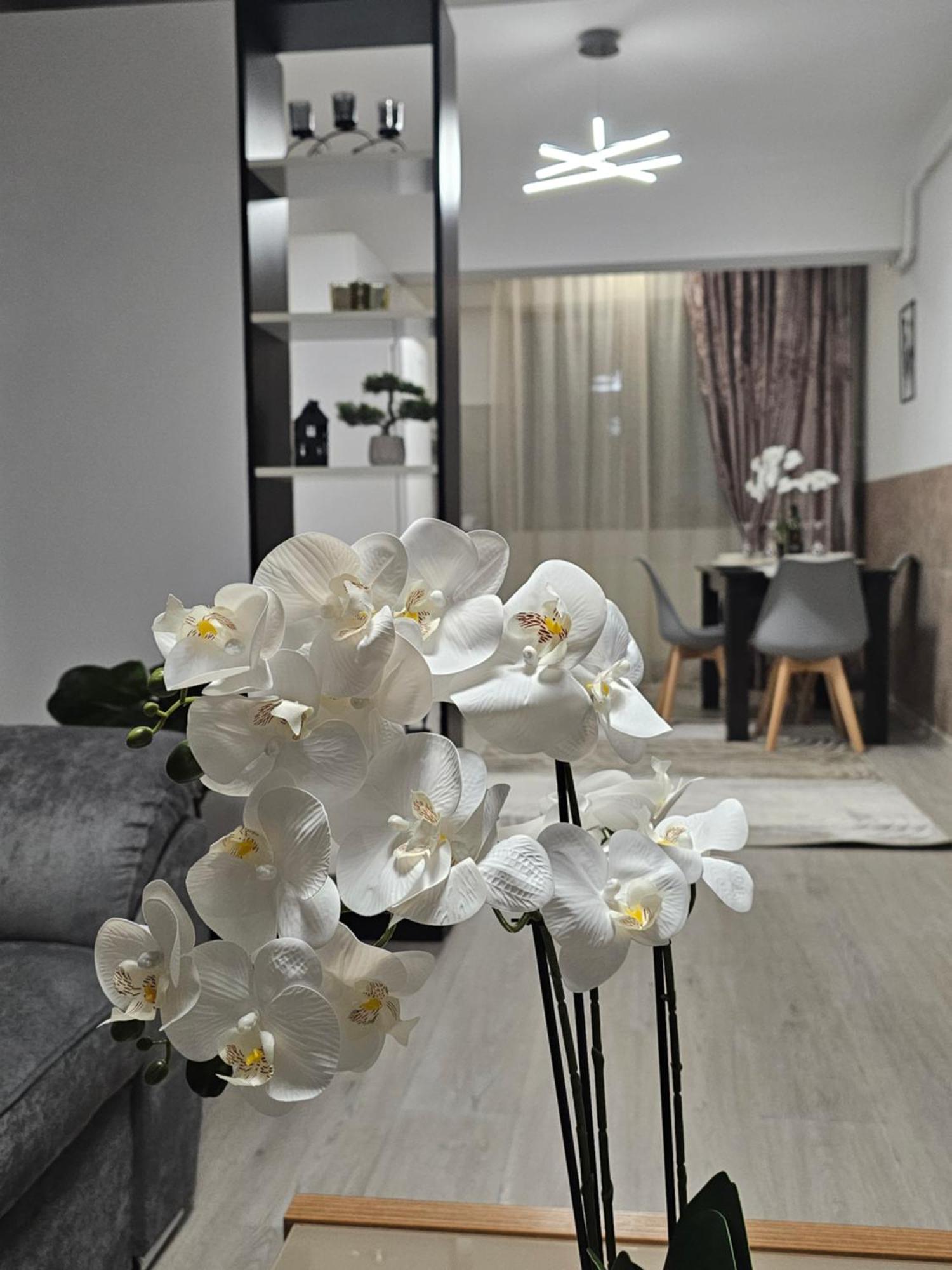 Enjoy My Home Near Palas Mall 2 Ясси Екстер'єр фото